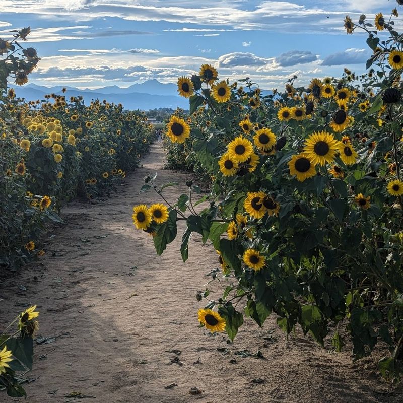 The Sunflower Field Itself: What You Are Actually Walking Into The Sunflower Field Itself: What You Are Actually Walking Into