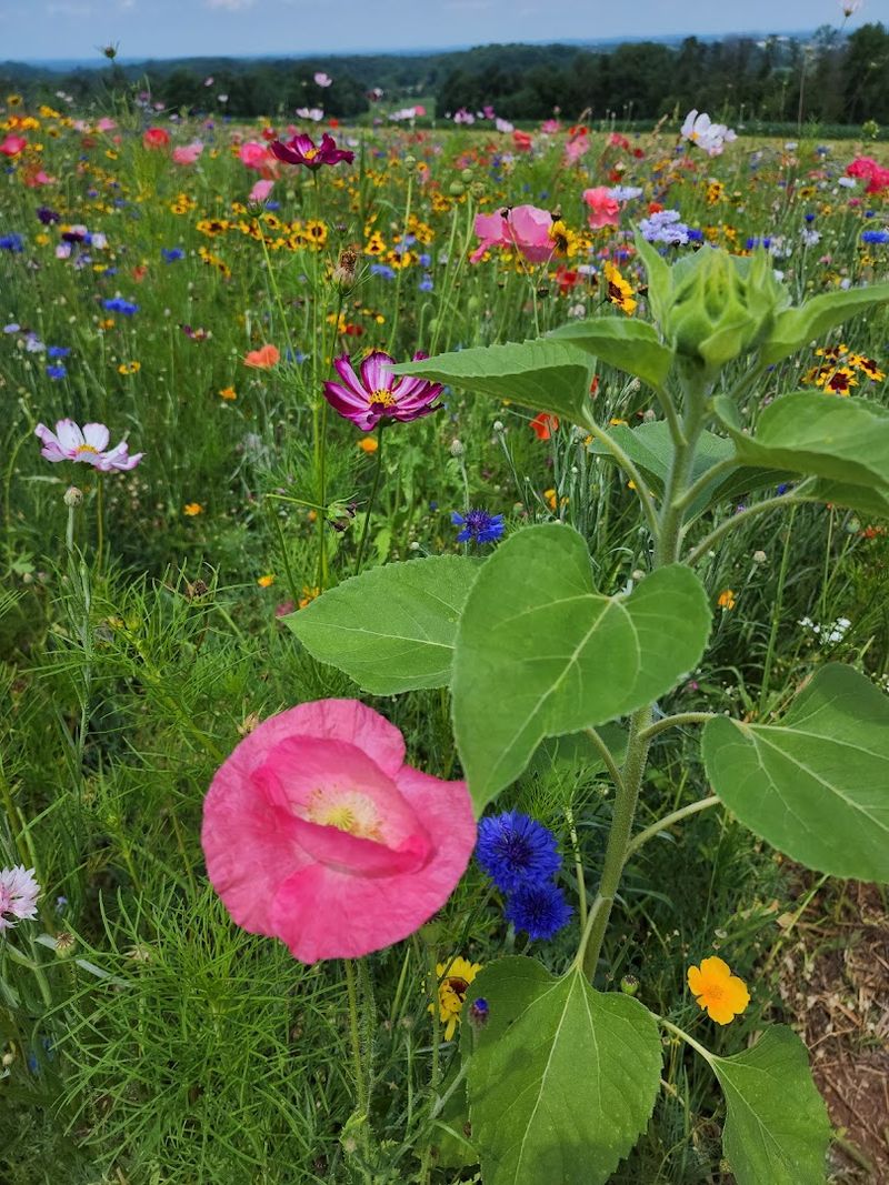 Wildflowers, Poppies, And The Rainbow Of Spring Blooms