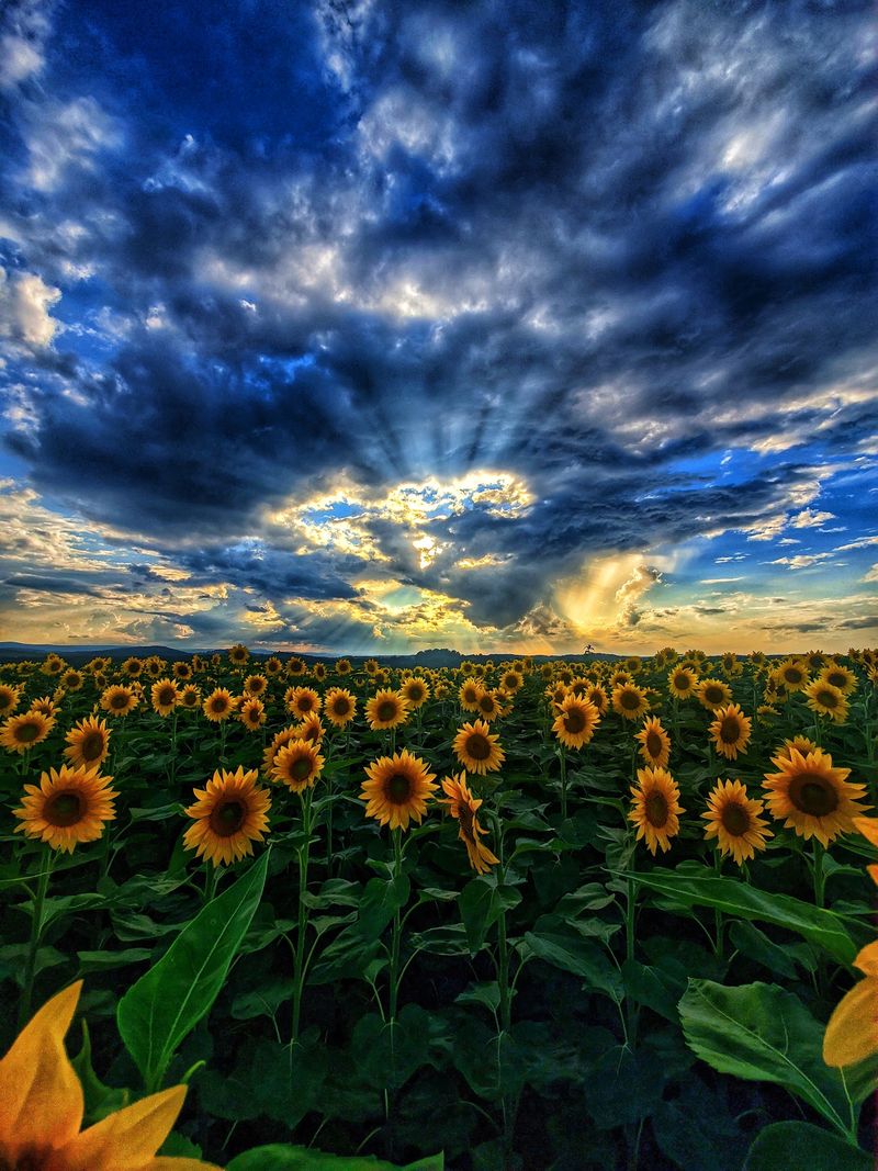 The Sunflower Fields Are The Star Of Summer The Sunflower Fields Are The Star Of Summer