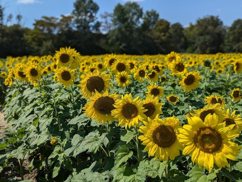 The Sunflower Fields and Seasonal Scenery