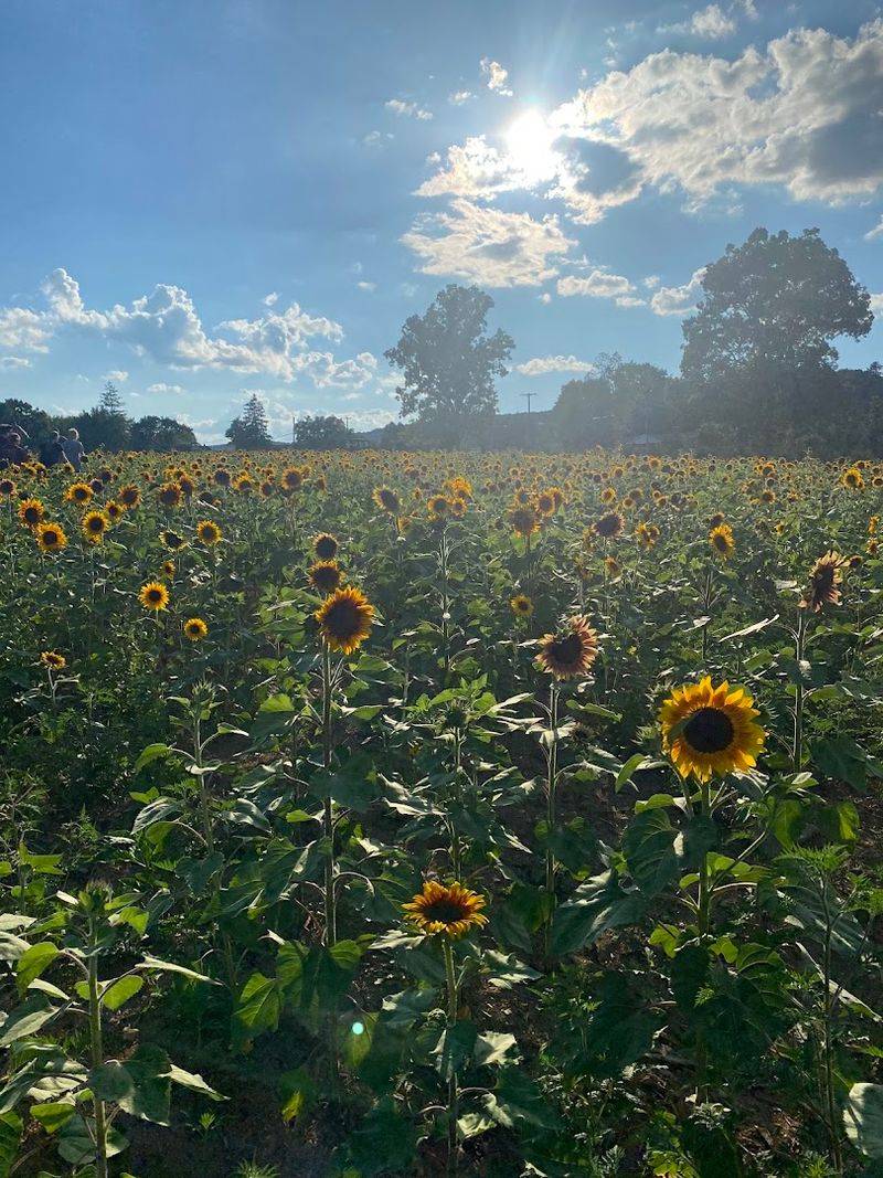 The Sunflower Maze Is The Star Of The Show