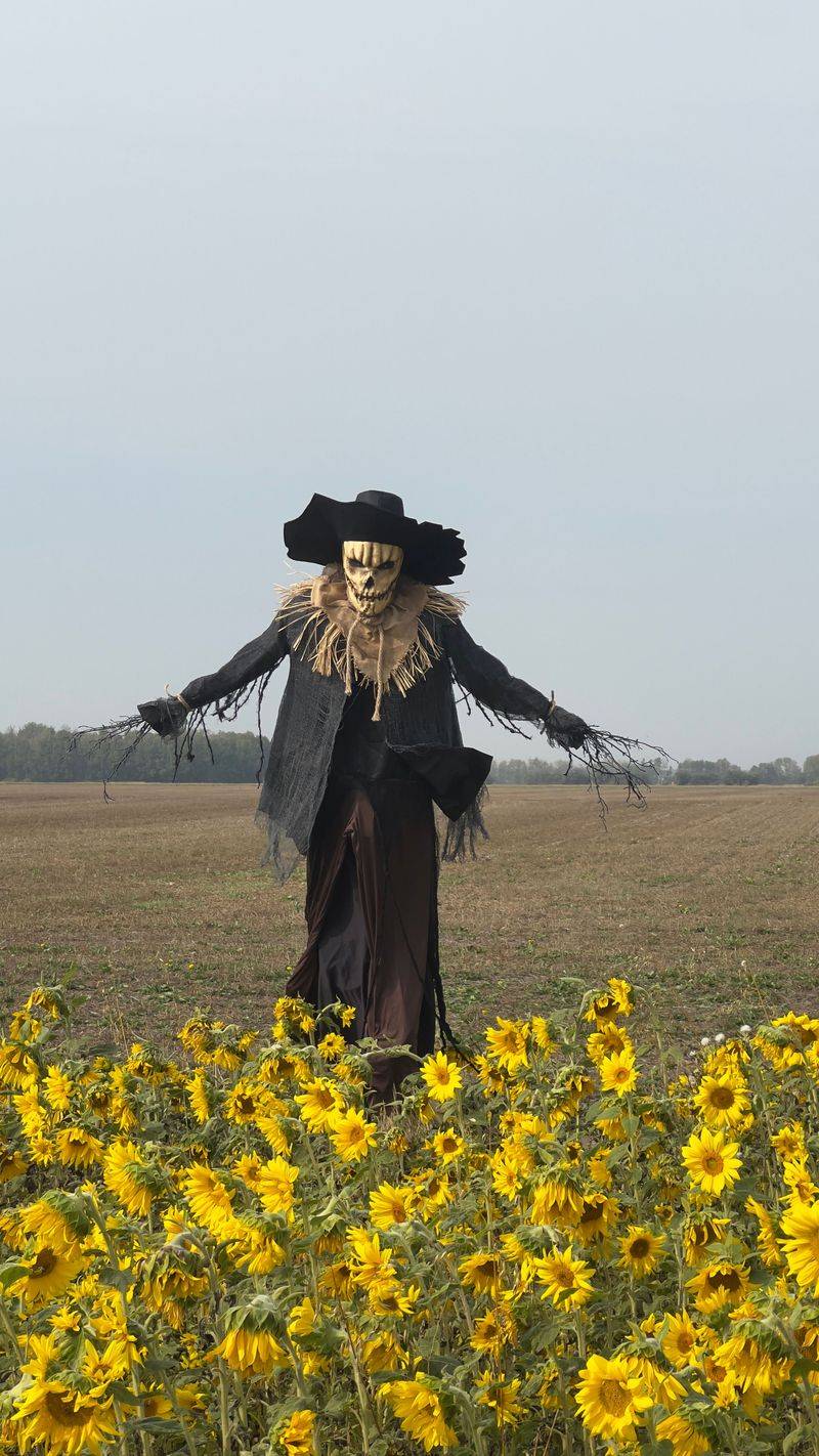 The Sunflowers Get Creepy Too, Believe It Or Not