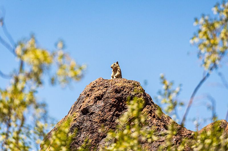 Why Spring Is the Absolute Best Time To Visit Picacho Peak