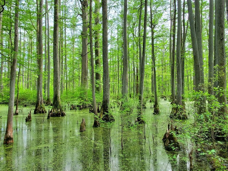 Cypress Trees That Predate America