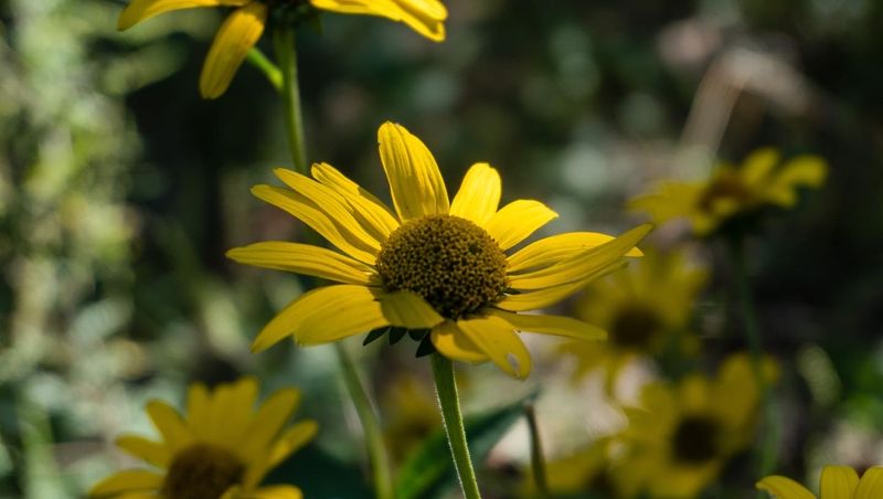 Fellows Riverside Gardens and the Art of Slowing Down