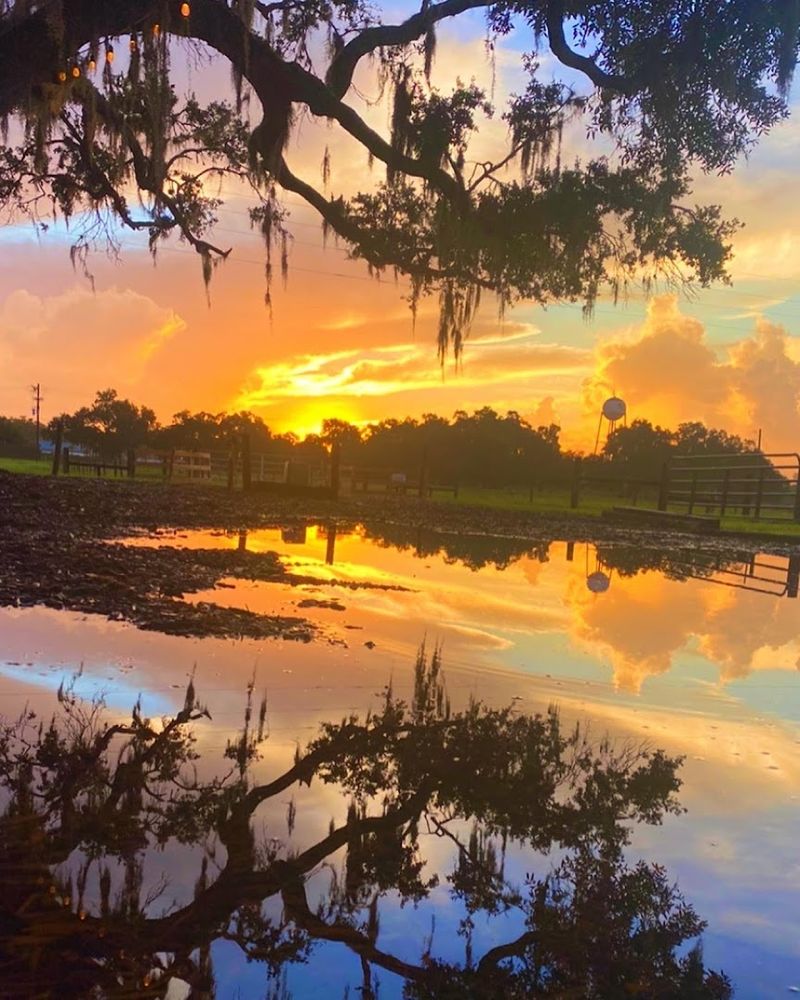 The Swamp Buggy Adventure