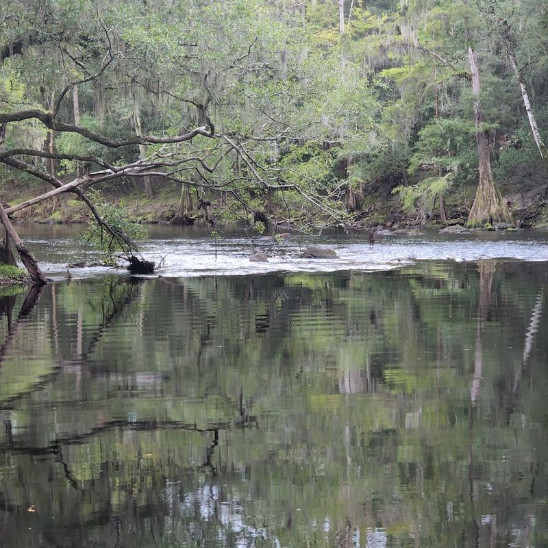The Swamp Section That Swallows Rocks Instantly The Swamp Section That Swallows Rocks Instantly