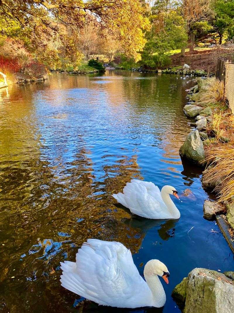 The Swan Pond And Its Peaceful Residents The Swan Pond And Its Peaceful Residents