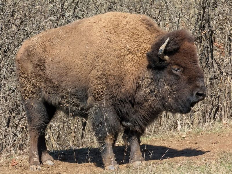 Bison Are Actually Roaming Here And It Is Magnificent