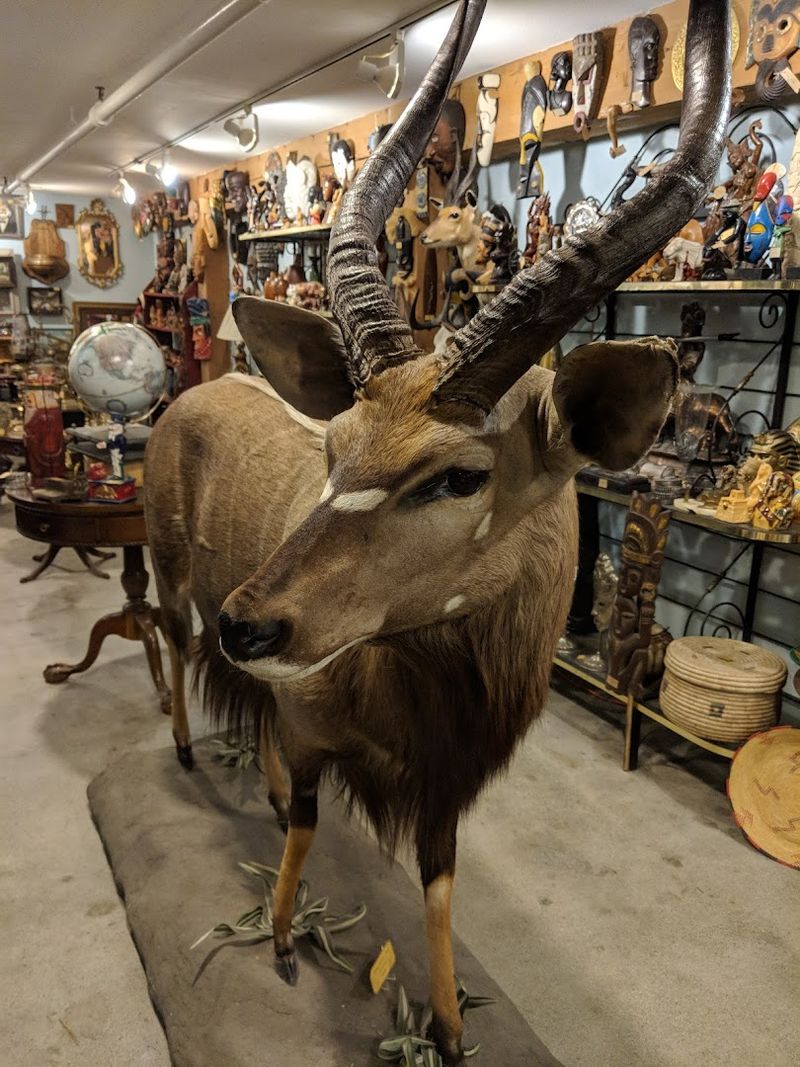 The Taxidermy Collection