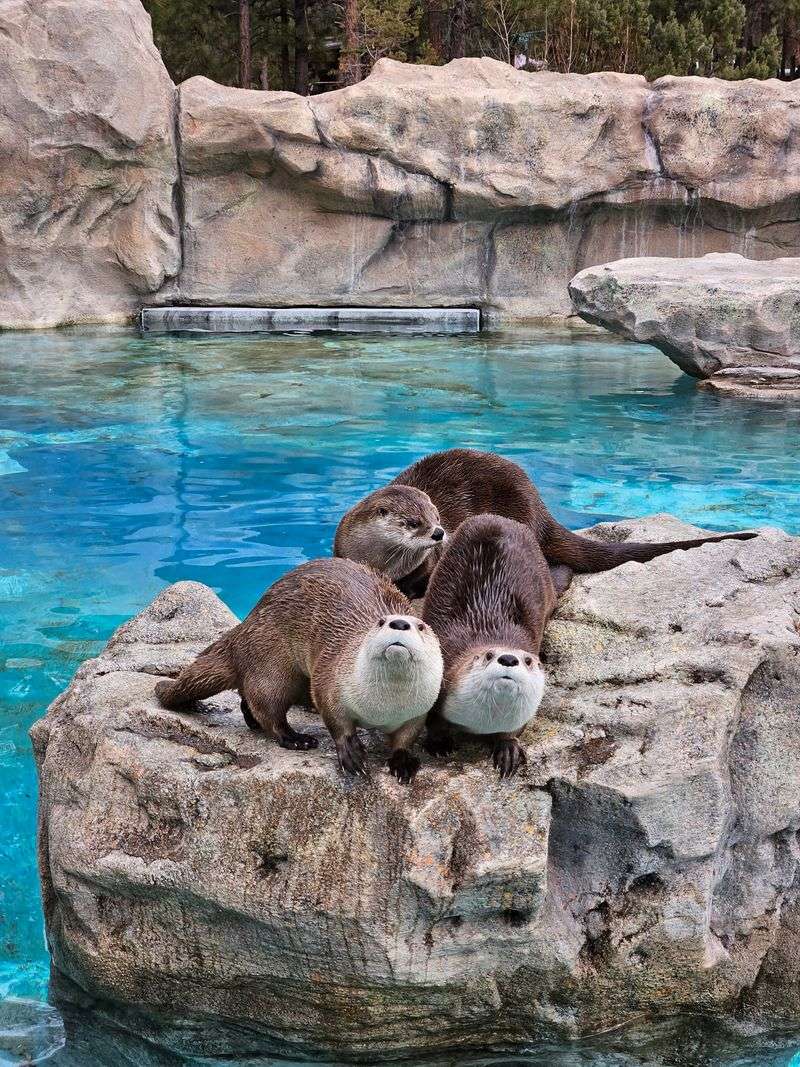 Fort Bearizona Walk-Through Experience