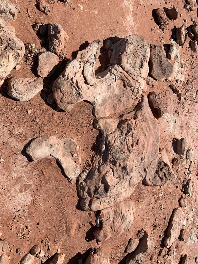 Fossilized Eggs And Coprolites