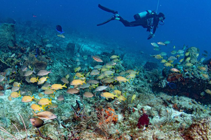 The Tidal Current Through The Inlet Creates A Unique And Powerful Underwater Environment