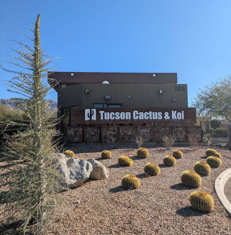 The Towering Saguaros That Steal The Spotlight
