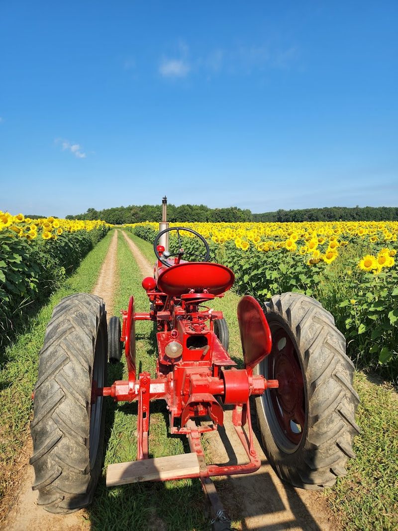 The Tractor Ride: Seeing Sunflowers for Miles