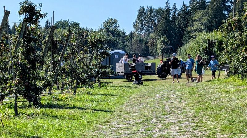 The Tractor Train Ride To The Picking Rows