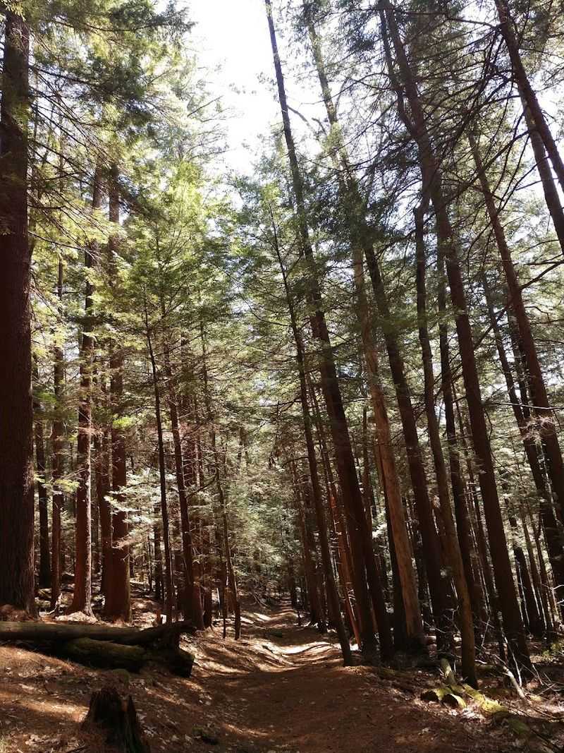 The Trail Is 2.3 Miles Of Pure Forest Adventure The Trail Is 2.3 Miles Of Pure Forest Adventure