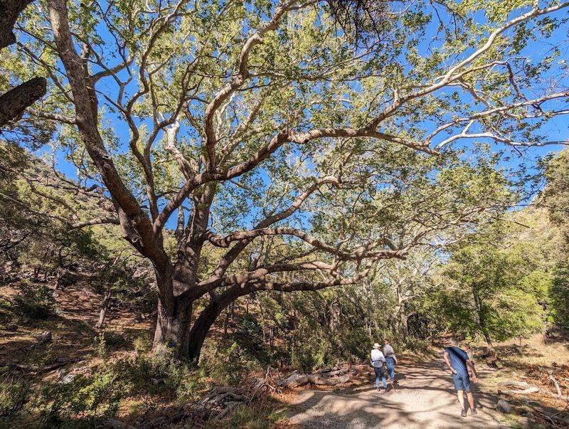 The Trail Is Shady, But It Still Has A Bit Of Drama