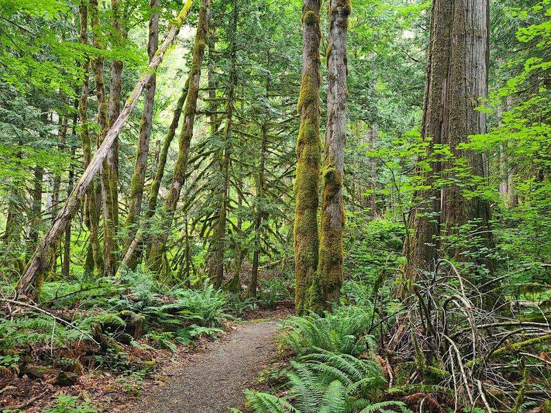 The Trail Itself: Short, Easy, And Deeply Satisfying