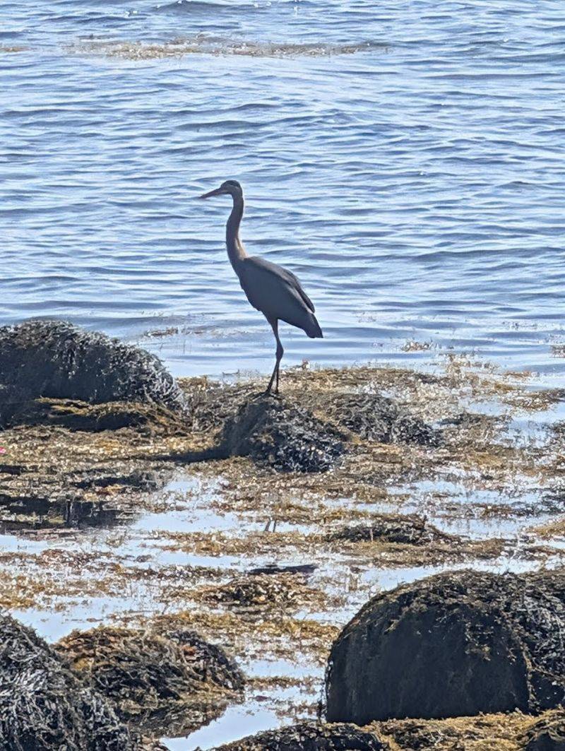 Wildlife Sightings Are Genuinely Common Here