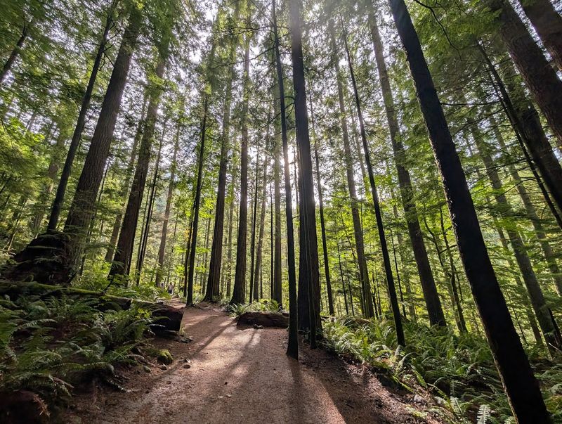 The Lush Forest Setting Along The Way