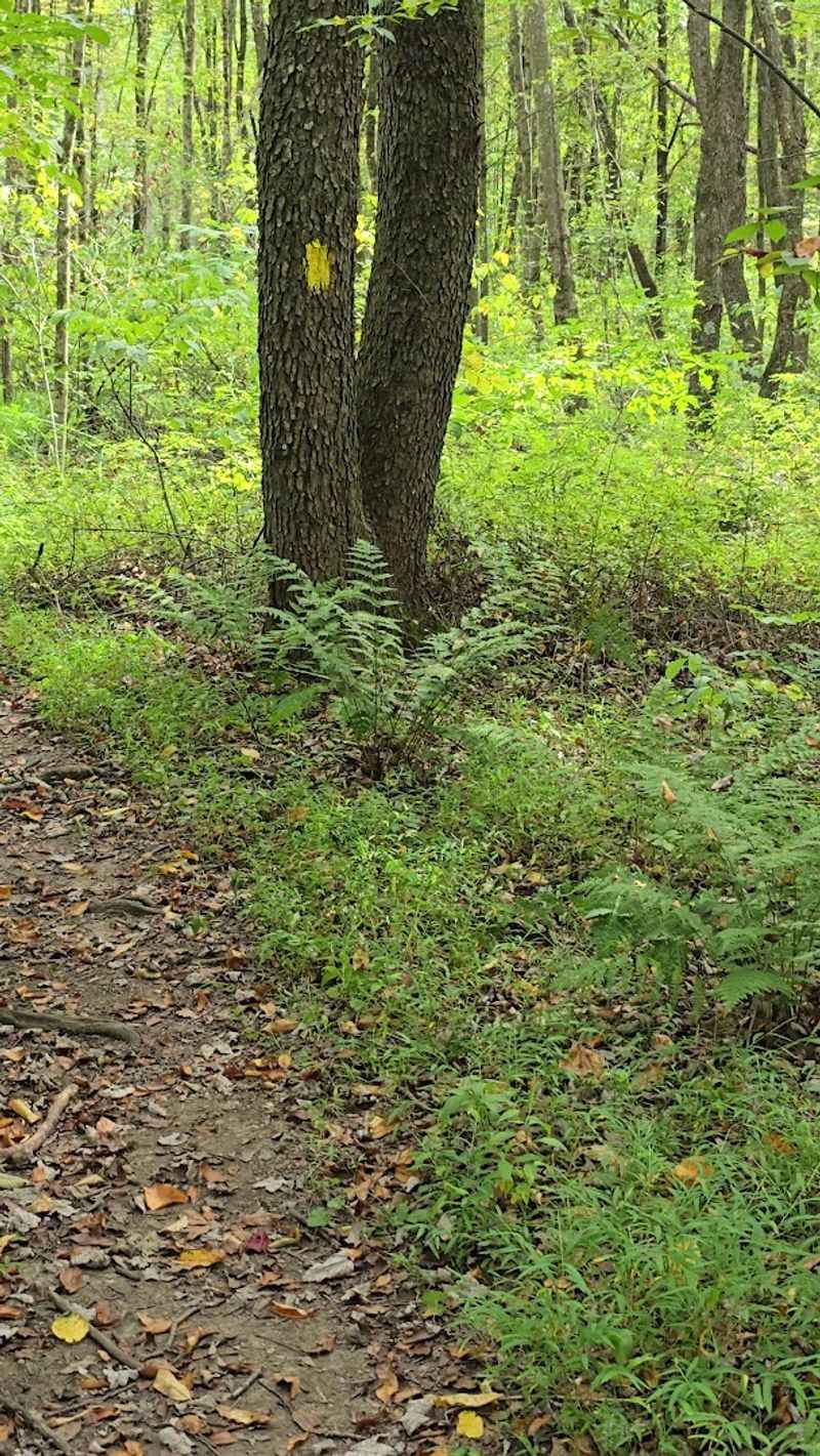 The Trail System Is Surprisingly Well Thought Out