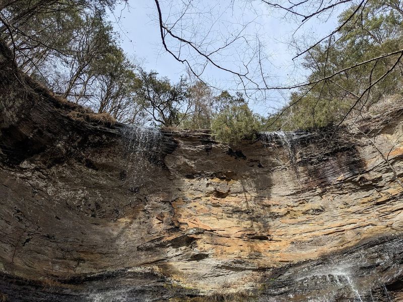 The Forest Itself Deserves Its Own Fan Club