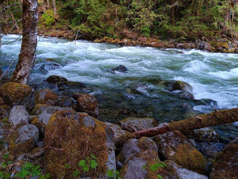 The Forest Walk Along The River