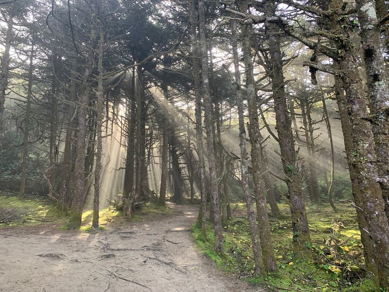 The Tunnel Of Trees That Actually Feels Enchanted