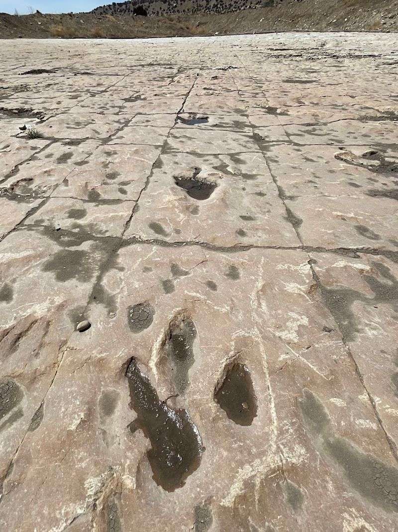 The Dinosaur Trackway: A Prehistoric Record Written in Stone