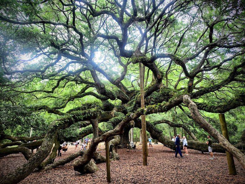 The Tree Is A Southern Live Oak, A Species Built To Last For Centuries