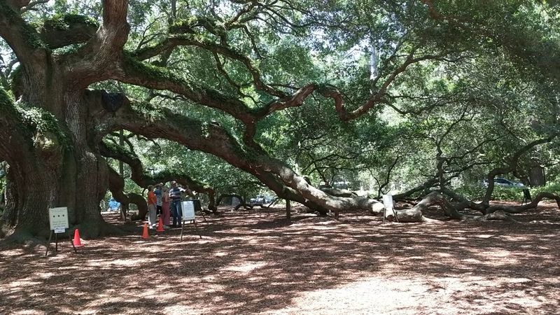 The Tree Is A Southern Live Oak, One Of The Most Resilient Tree Species In North America