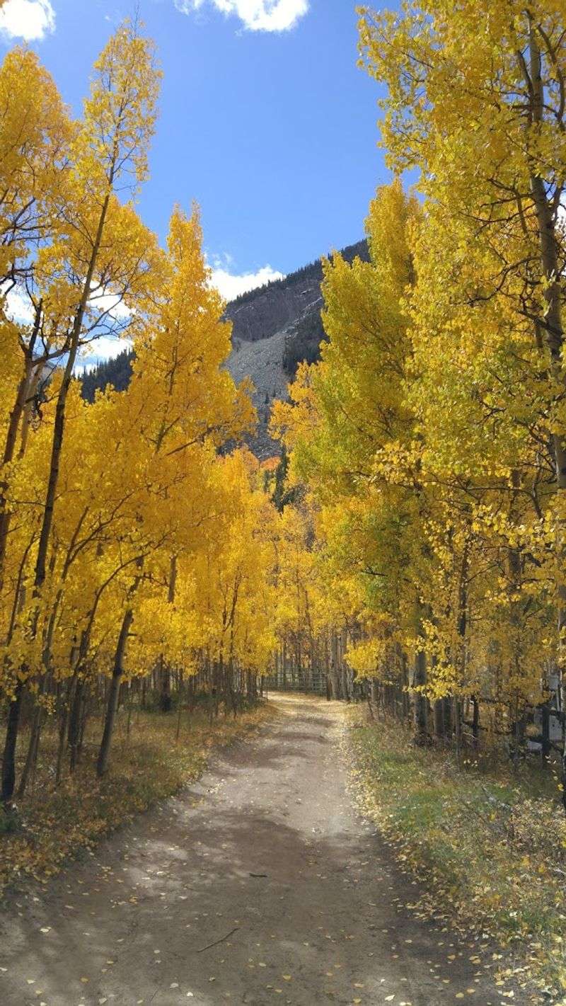 The Tree-Lined Street That Makes The Whole Scene Feel Cinematic