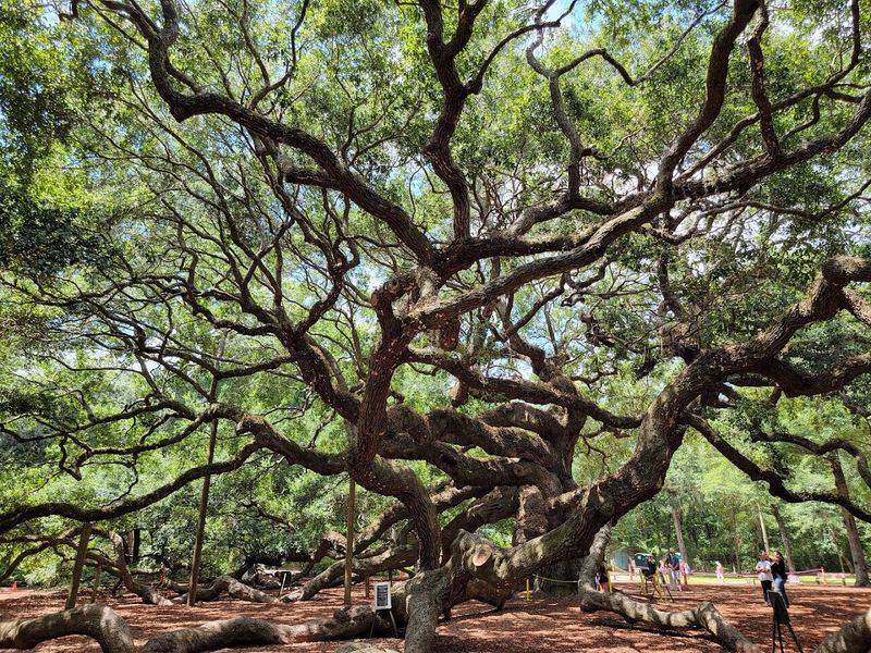 The Tree Stands Nearly 67 Feet Tall With A Canopy Covering Over 17,000 Square Feet