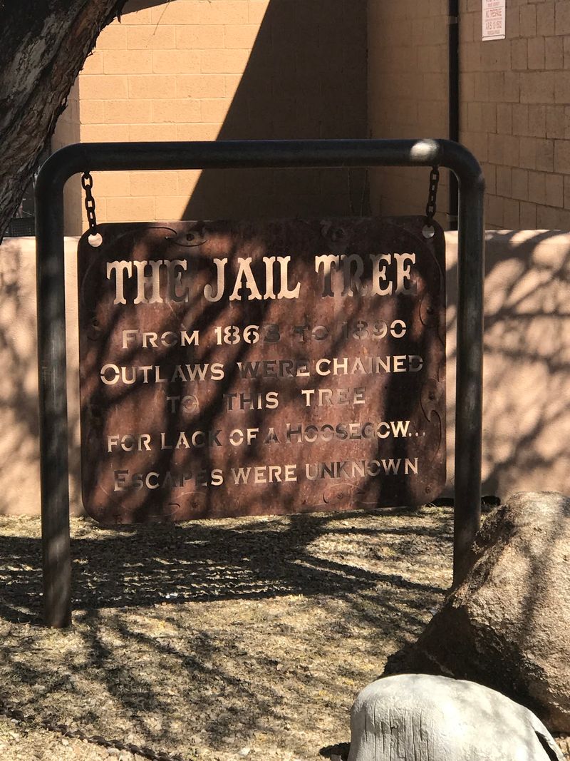 The Tree That Doubled as a Frontier Lockup