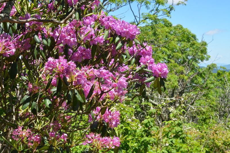 Where Rhododendrons Rule The Ridge