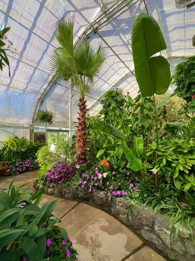 The Tropical East Section And Its Giant Banana Tree The Tropical East Section And Its Giant Banana Tree