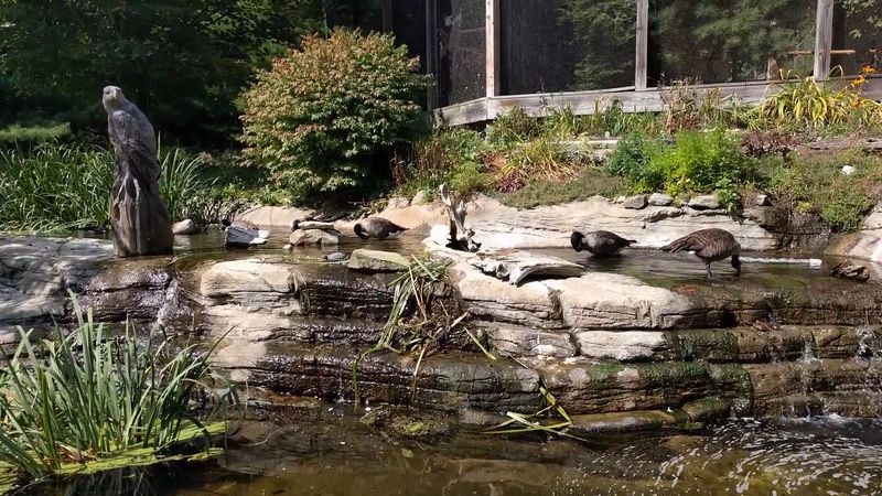 The Trout Feeding Frenzy Is Worth Seeing