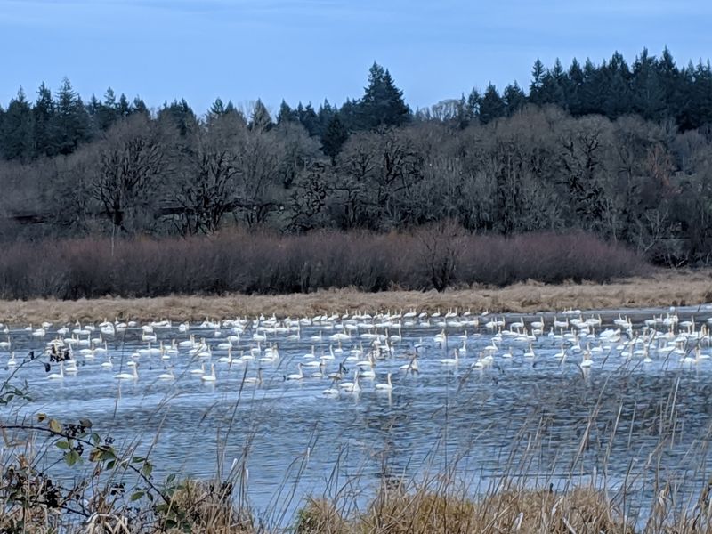The Trumpeting Sound of Sandhill Cranes