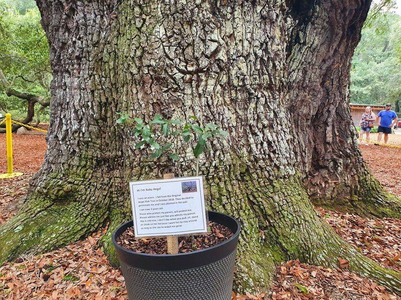 The Trunk Measures An Incredible 28 Feet In Circumference