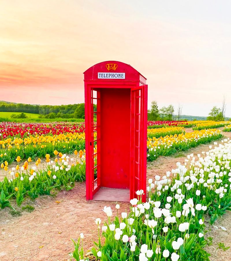 A Holland-Inspired Theme Runs Through the Tulip Fields