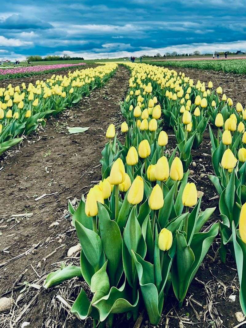 Rows Of Color That Seem To Go On Forever