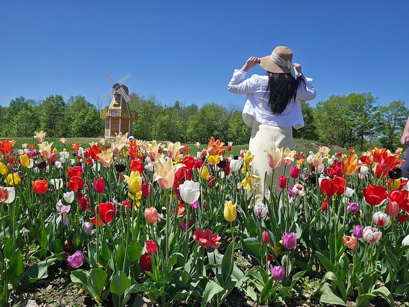 The Tulip Fields That Started It All