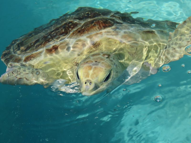The Turtle Hospital, Marathon