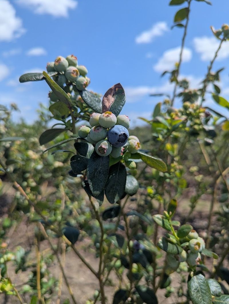 Blueberry Season Peaks In April With Remarkable Variety