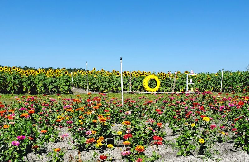 The U-Pick Flower Experience That Steals The Show