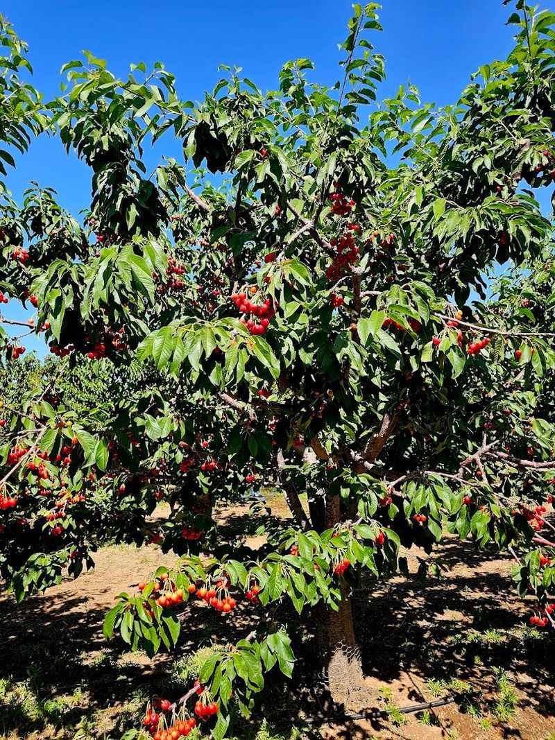 Sprawling Apple Groves Worth Wandering