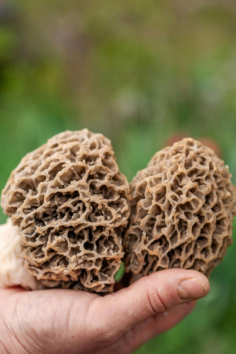Why 2026 Is A Great Year For Morel Mushroom Hunting In Arkansas