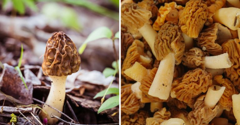 The Ultimate 2026 Guide To Hunting Morel Mushrooms In Arkansas This Spring