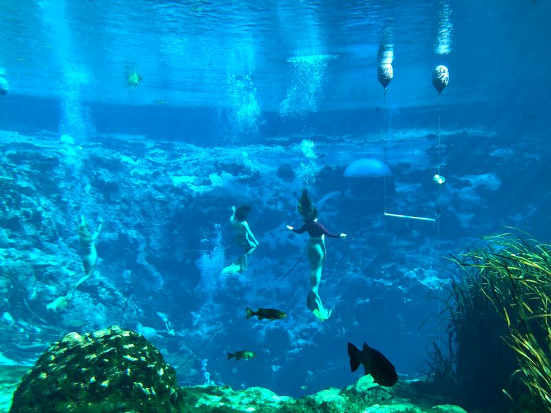 The Underwater Mermaid Show Nobody Expects